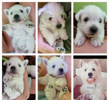 Vet checked Pure breed West highland terrier pups